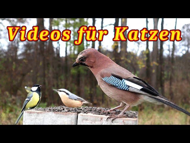 Vögel für Katze - Ein Vogelvideo für Katzen zum Anschauen