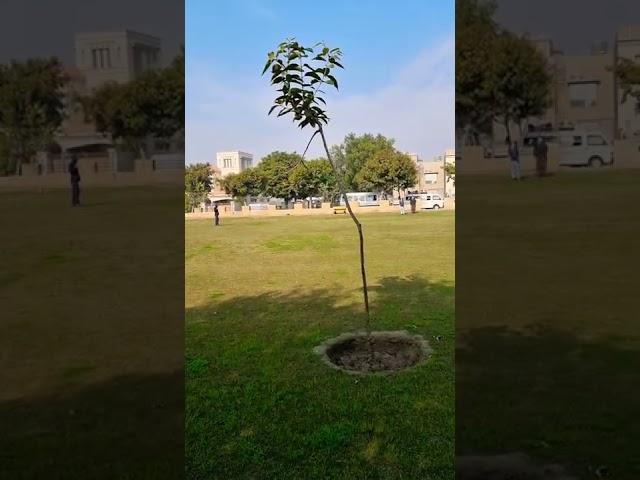 Bahria Town Lahore Janiper Block Garden