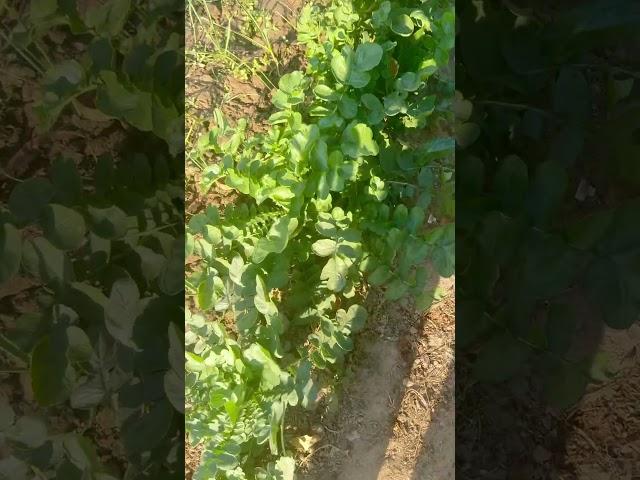 A view of the green kitchen garden #garden answer #modern homestead #sohi farm #urban homestead