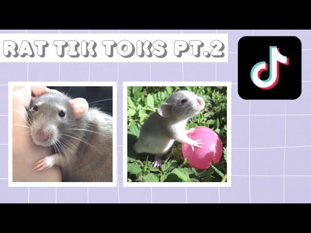 Rat tik toks pt 2 | cute and funny rat tik tok compilation | 2021