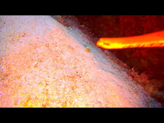 unbelievable  beautiful trumpet fish near shipwreck GOPR5056