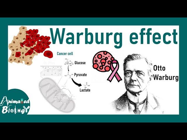 Warburg effect | What is the Warburg effect ? | Why Warburg effect is important for cancer cells?