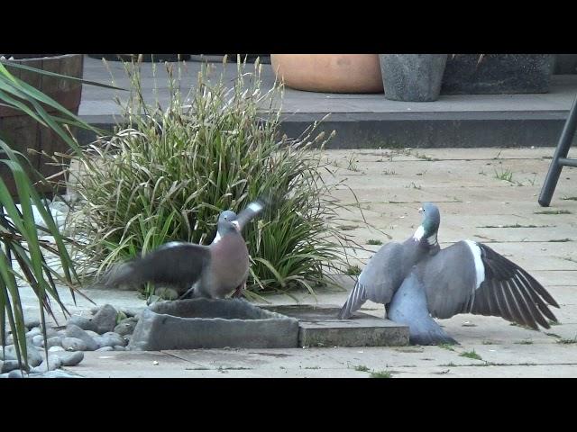 Fighting Wood Pigeons