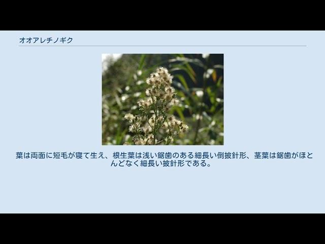 オオアレチノギク
