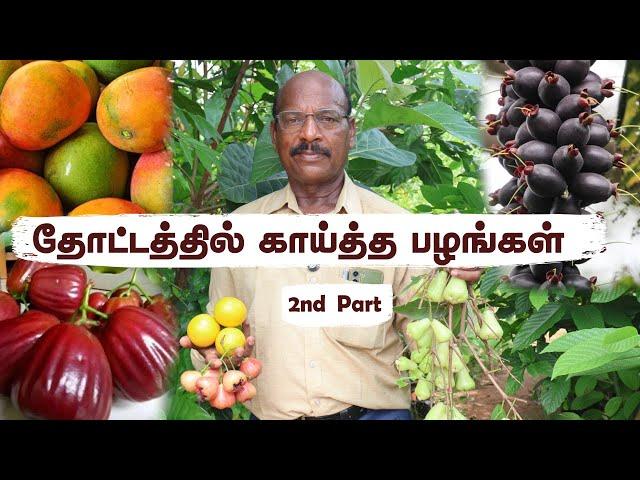  அபியூ நுங்கு பழம் + வாட்டர் ஆப்பிள்  ரேர் பழங்கள் வீடியோ | Greenland Nursery Tamil