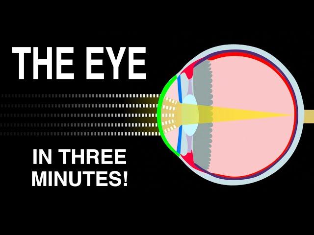 EYE ANATOMY IN 3 MINUTES!