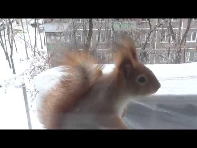 Белочка за окном.