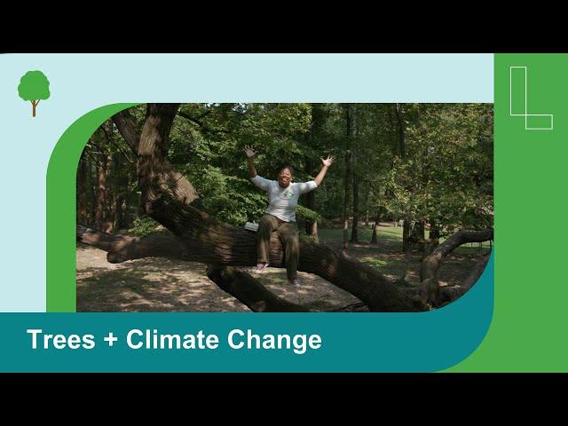 Climate Heroes: The Power of Trees