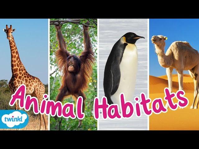 What Are The Different Animal Habitats? | Animal Habitats Compilation for Kids