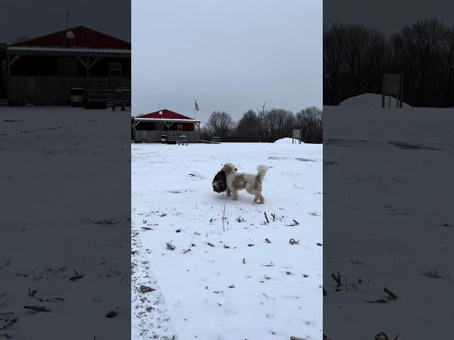 Chippy carried the deer skin almost a mile~ Frozen solid ~ Country dog ~ Happy dog