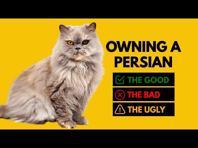 Owning a Persian Cat: The Good, The Bad, The Ugly