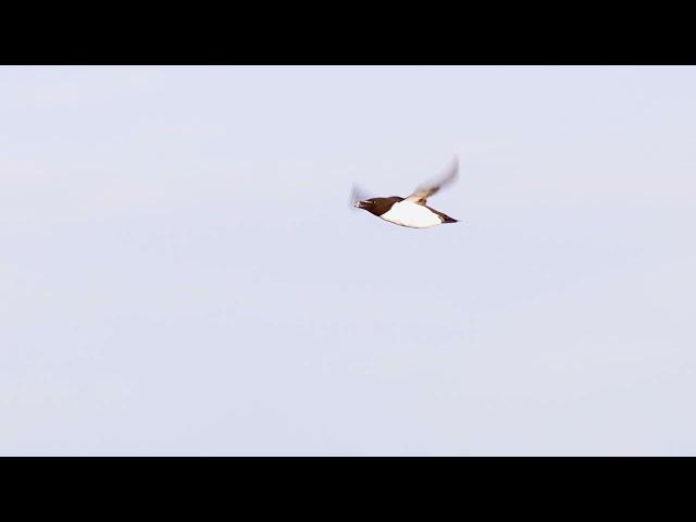 Razorbill (Alca torda) - flying + in slow-motion @ Fowlsheugh