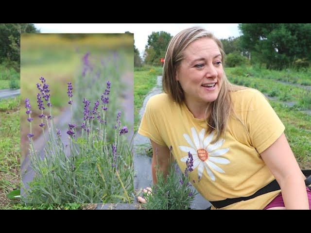 First Year Lavender Field Update : Flower Hill Farm