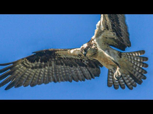 This raptor dives into water l Osprey Korean raptor