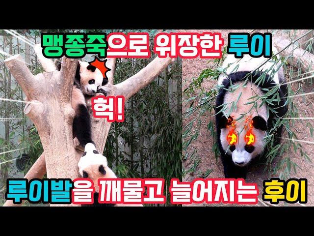 후이야~언니 발을 깨물고 늘어지면 어떡해?맹종죽으로 위장한 루이! 도대체 왜?..줄기를 입에 넣자마자 던져버리는 러바오