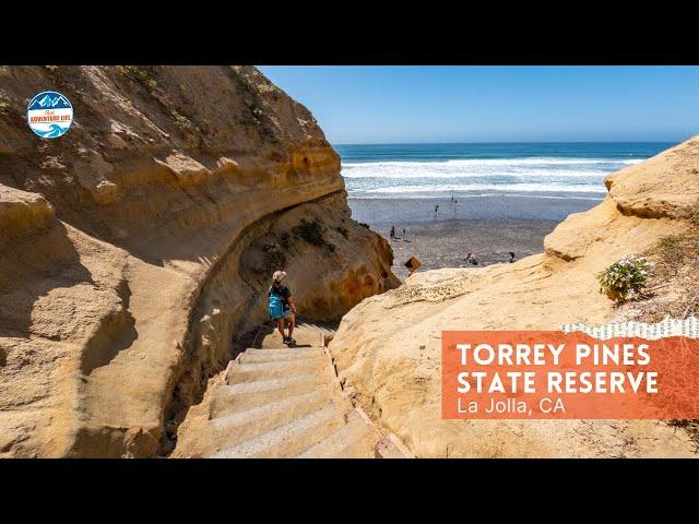 A Complete Guide to Visit Torrey Pines State Reserve | La Jolla, CA