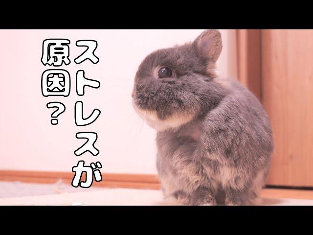 ミミの首元の毛がごっそり抜けている事に気づきました【No.1521】