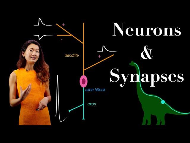 Anatomy of a Neuron | Parts of a Synapse