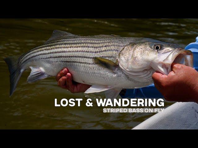 Striper on Fly | Lost & Wandering - Canoe House