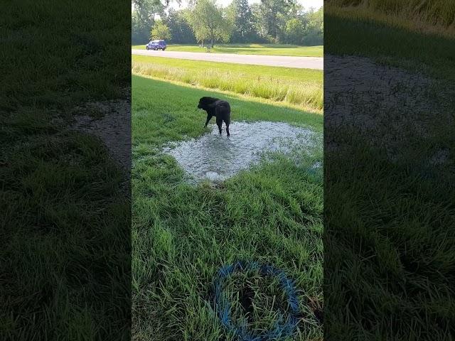 lab helps find water leak. #cityworker #staunton #midwest #locator #leak #dog