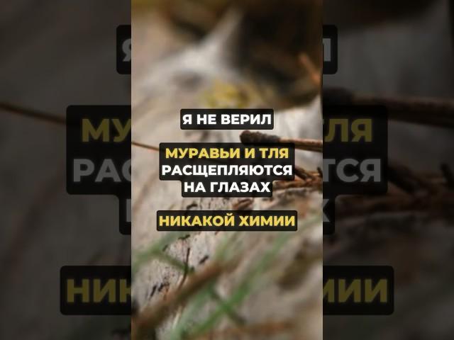 Муравьи и тля больше не беспокоют #дача #огород #урожай