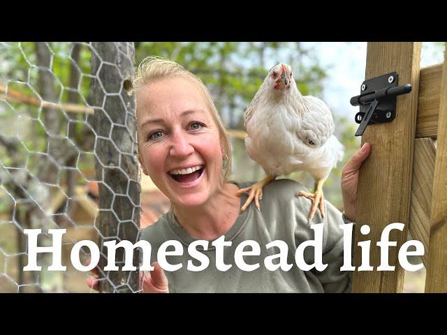 THIS IS URGENT | Fixing our chicken coop mistakes on our Portugal farm