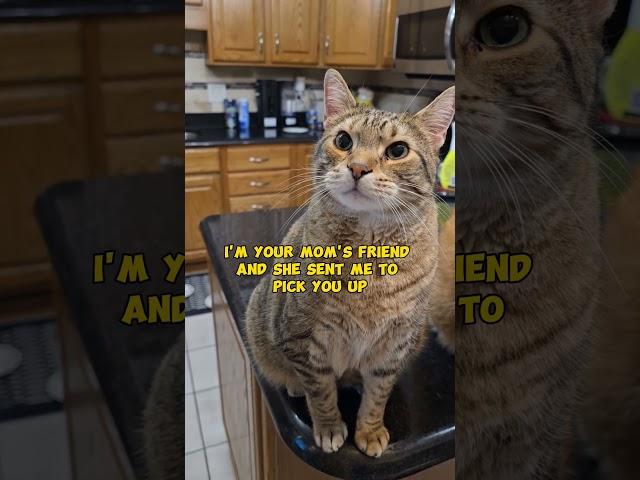 Right Answer.  Mitzi Is One Smart Kitty #funnycats #catcute #cat
