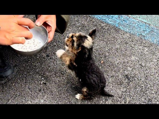 "Thank you", the puppy choked back tears after being fed after being abandoned in hunger