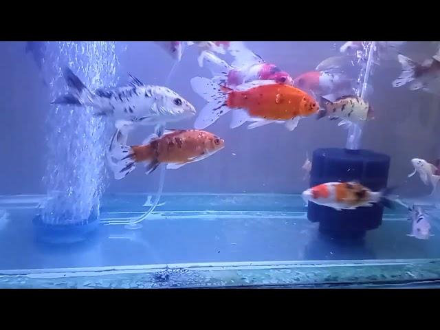 Gold fish Aquarium | Big Size gold fish aquarium | Chennai RR Aquarium