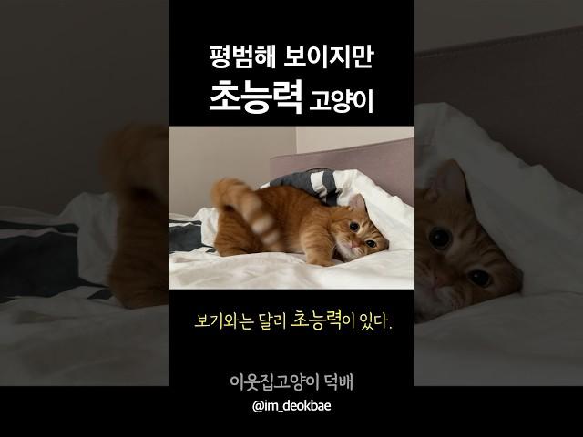 우리집 고양이 초능력 3단콤보