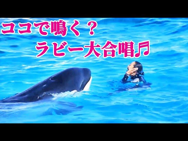 シャチもトレーナーさんさんも超ノリので最高!! 鴨川シーワールド シャチショー KamogawaSeaWorld  orca killerwhale