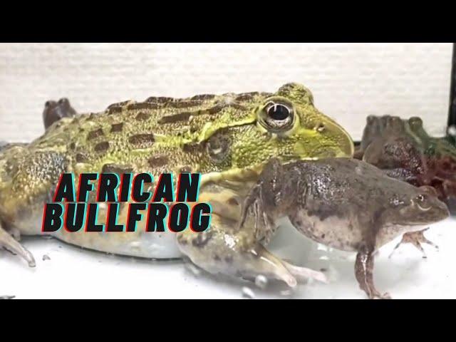 GIANT AFRICAN BULLFROG EATS FROGS / BULLFROG FEEDING