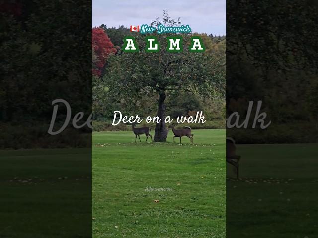 Deers on a walk. Alma New Brunswick[A.Kharchenko 10.24] #deer #muledeer #animals #Alma #canada#4k