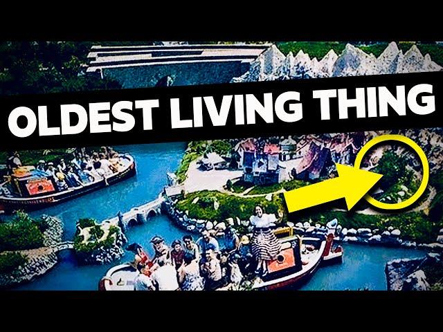 UNNOTICED - The 13 Oldest Items At Disneyland