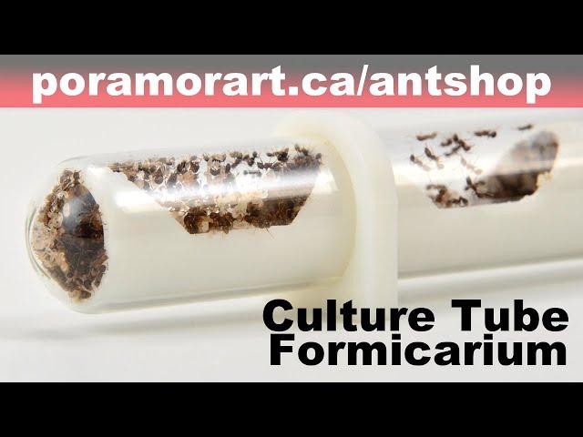 The Culture Tube Formicarium