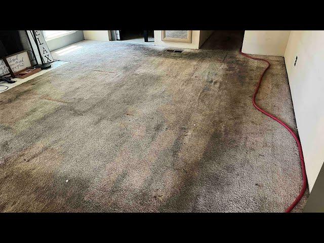 The Worst Carpet Cleaning EVER!!! Unbelievable Extremely Dirty!!