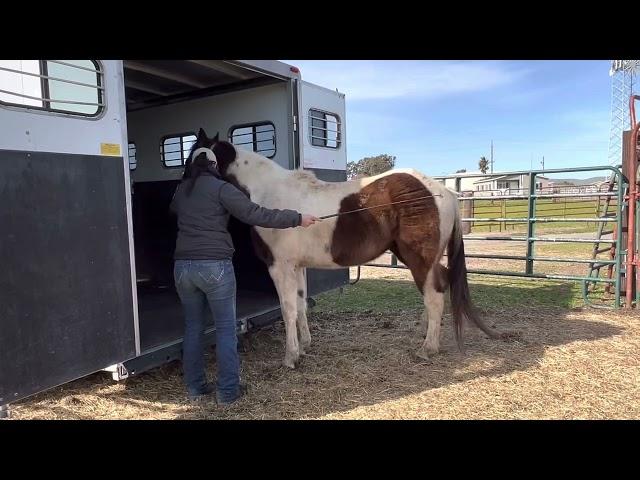 How to Trailer your Horse 2 - Tapping Technique