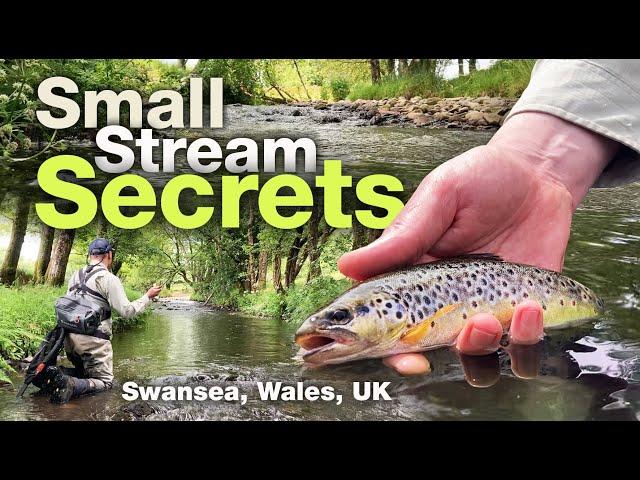 Small stream fly fishing for beautiful wild brown trout – Swansea, South Wales, UK, 2024