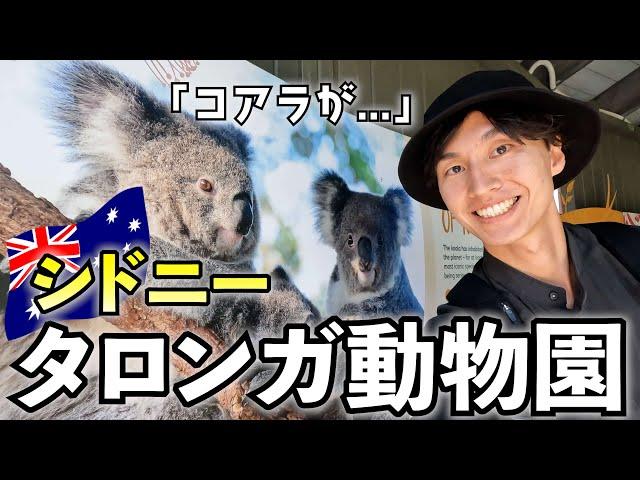 コアラ初対面!!動物好きは絶対外せないスポット「タロンガ動物園」でコアラに会えたけど...【オーストラリア一人旅/シドニー】