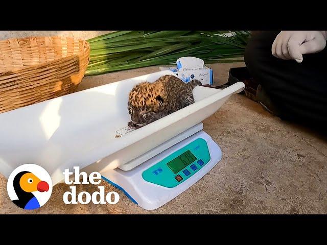 Tiny Leopard Cub Is Reunited with Mom | The Dodo