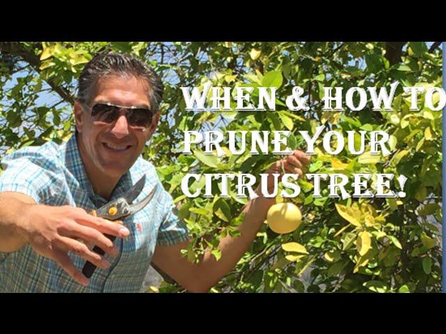 When & How To PRUNE YOUR CITRUS TREE! Cocktail, Eureka, Meyer, OroBlanco, Bearss