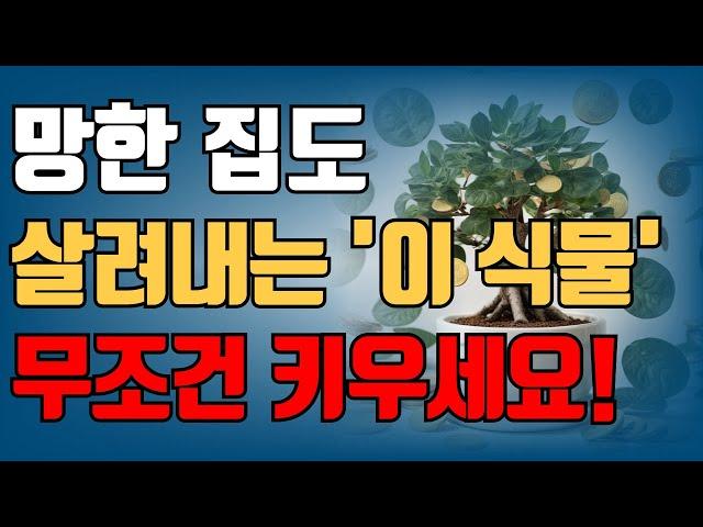 망한 집도 '이 식물' 키우면 부자로 거듭날 수 있습니다 | 1% 부자들이 몰래 키운다는 '이 식물' | 풍수 인테리어 | 대운 | 오디오북