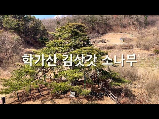 김삿갓 소나무가 있는 마을 북후면 신전리 구섶밭마을(구신전)