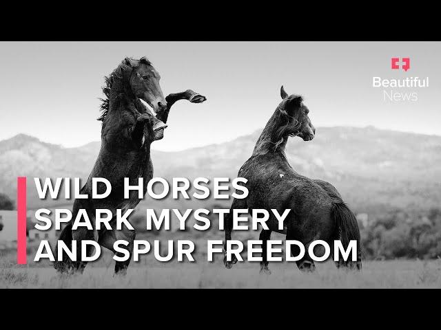 Where Did South Africa’s Only Wetland Wild Horses Come From?