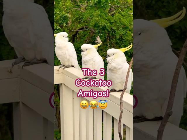 Cockatoo 3 Amigos: Summer Vacation Adventures!