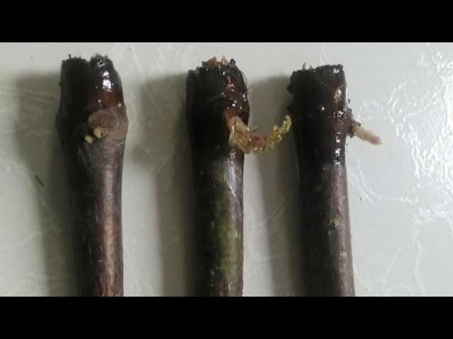 Begonia Maculata how to propagate. Dudz Daddy