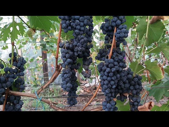 Ливадийский черный -  винный сорт Крыма