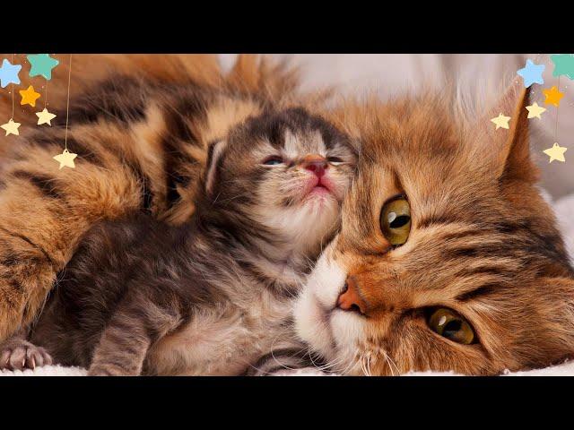 Relaxing Music for Cats|Calming Cat Music for Relieve Anxiety (with cat purring sounds) EPD 16