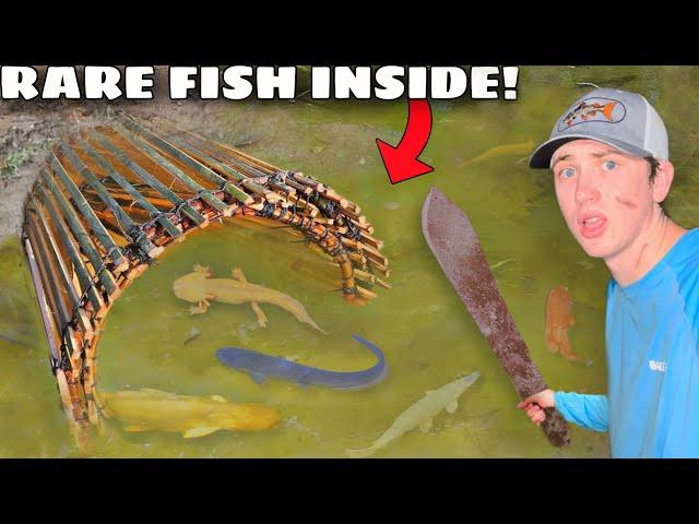 I Caught RARE Fish in a Primitive Fish Trap!