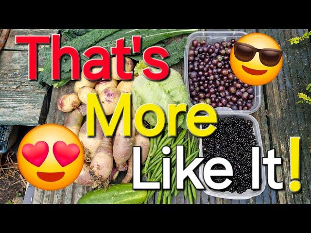 Harvesting Fruit and Veg | A BIG Thank You | Dave's Allotment Garden.